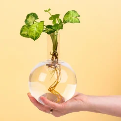 Ditverzinjeniet Vazen|Flora stekjesvaas