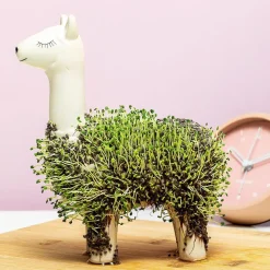 Ditverzinjeniet Bloempotten|Lama bloempot met zaadjes