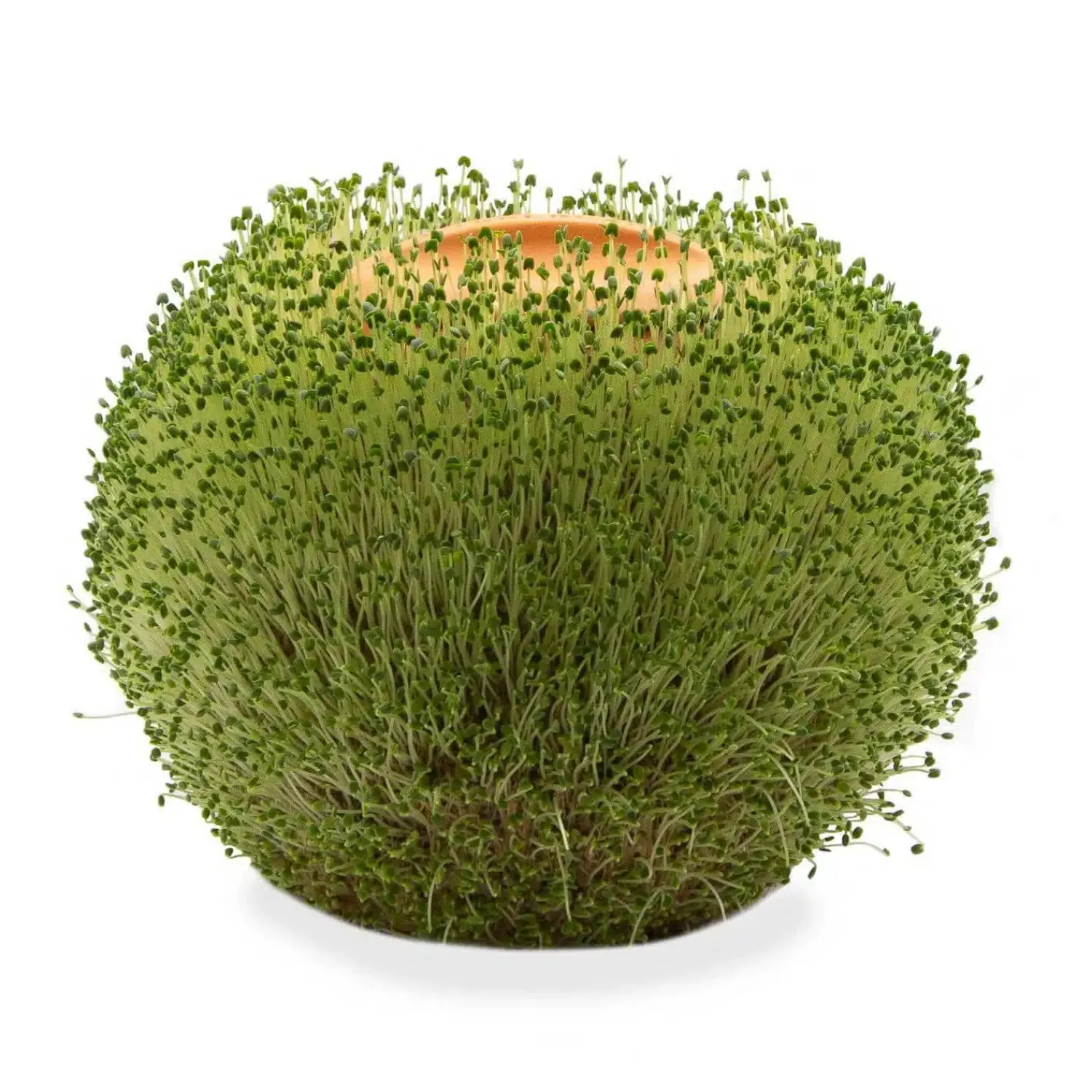 Ditverzinjeniet Bloempotten|Ronde terracotta plantenpot